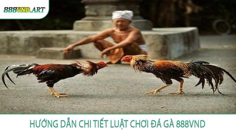 Hướng Dẫn Chi Tiết Luật Chơi Đá Gà 888VND